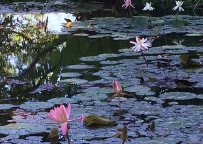 Jardinería en Malaga